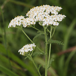 Yarrow, white